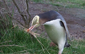 Yellow-eyed Penguin Conservation Reserve